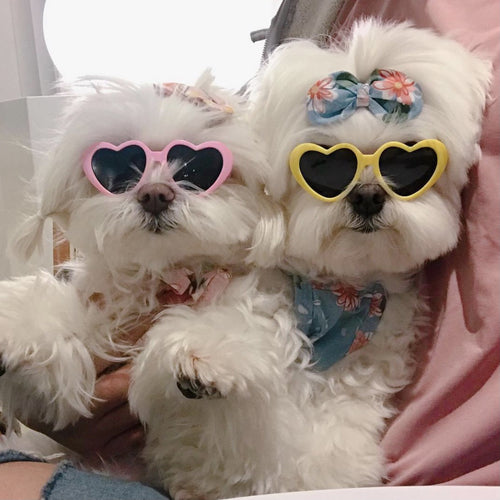 Creative Love Pet Dog / Cat Sunglasses from Mish Mash Market
