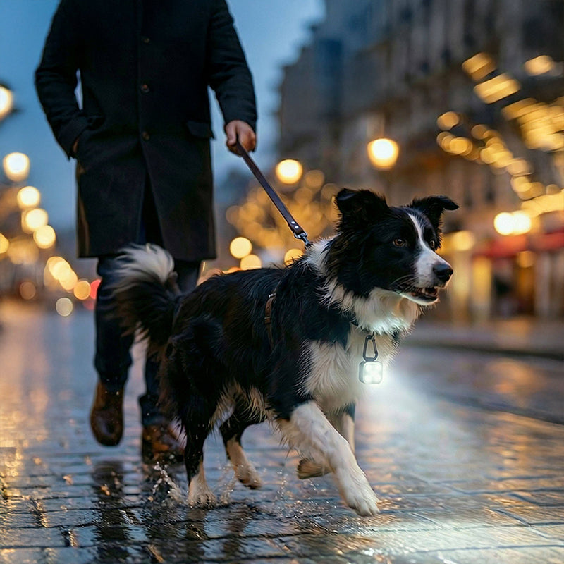 USB Rechargeable LED Pet Safety Light Clip from Mish Mash Market